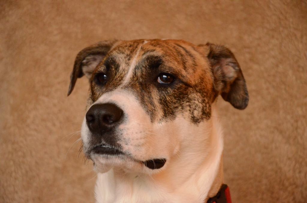 Somebody Peed on My&nbsp;Pillow